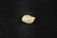 藏品(小椎實螺)的圖片